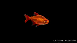 Roter Cherrysalmler - Hyphessobrycon sp. Muzel Red (DNZ)