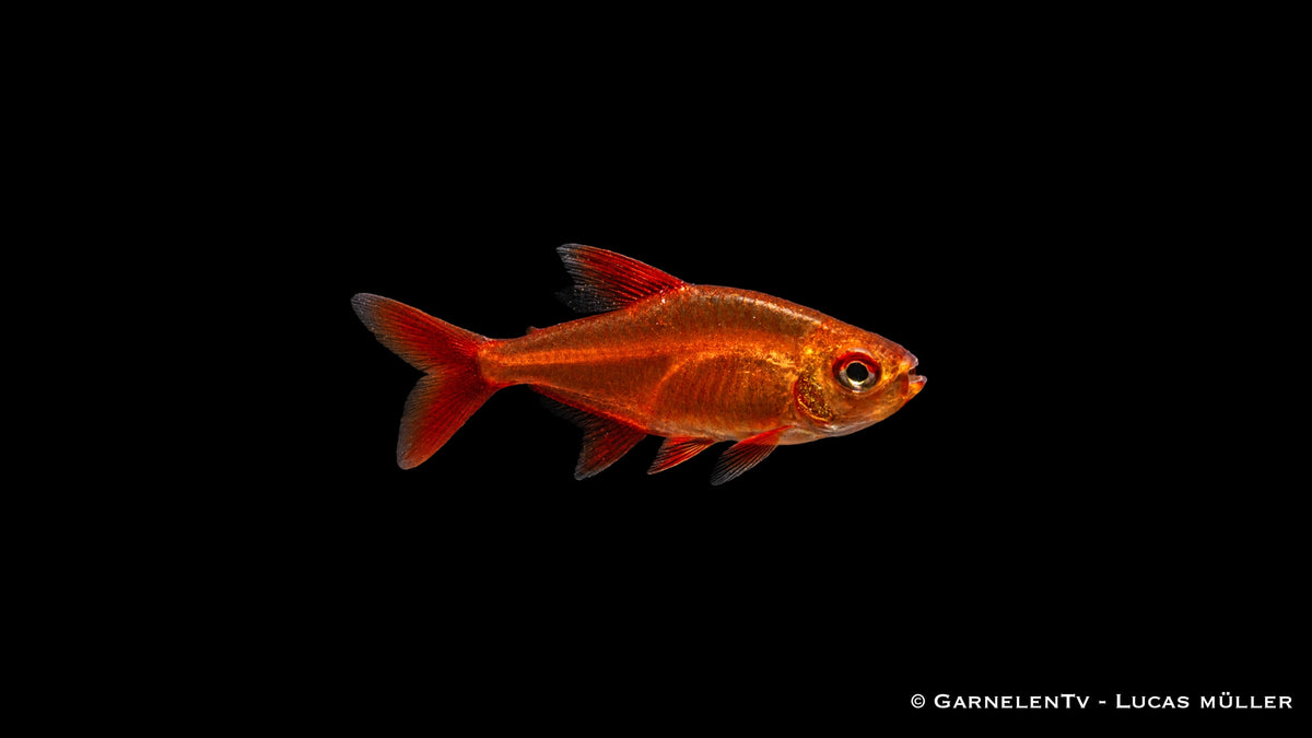 Roter Cherrysalmler - Hyphessobrycon sp. Muzel Red (DNZ)