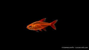 Roter Cherrysalmler - Hyphessobrycon sp. Muzel Red (DNZ)