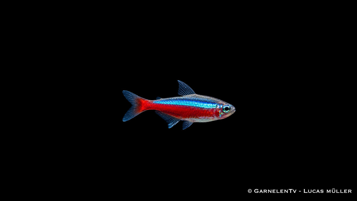 Roter Neon Jumbo - Paracheirodon axelrodi - Deutsche Nachzucht