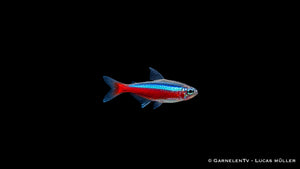 Roter Neon Jumbo - Paracheirodon axelrodi - Deutsche Nachzucht