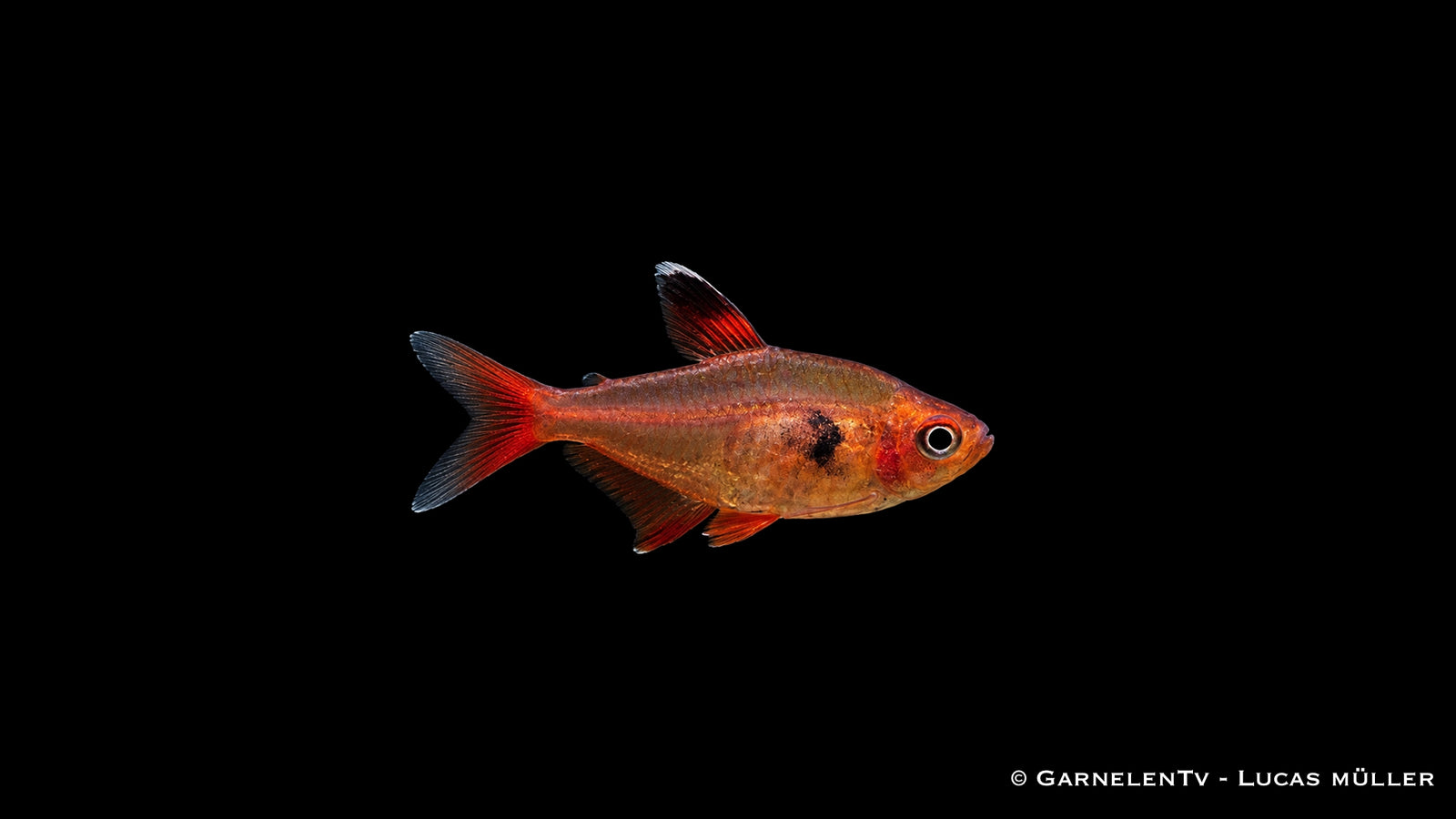 Roter Phantomsalmler - Hyphessobrycon sweglesi (Megalamphodos)