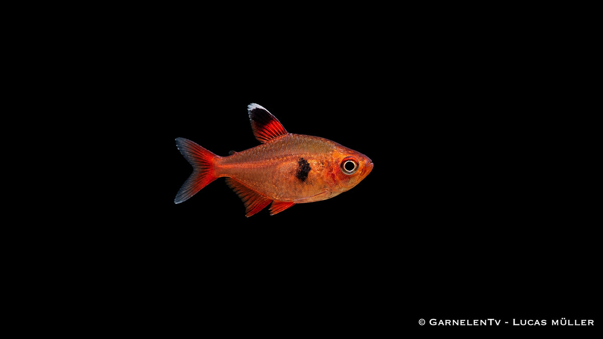 Roter Phantomsalmler - Hyphessobrycon sweglesi (Megalamphodos)