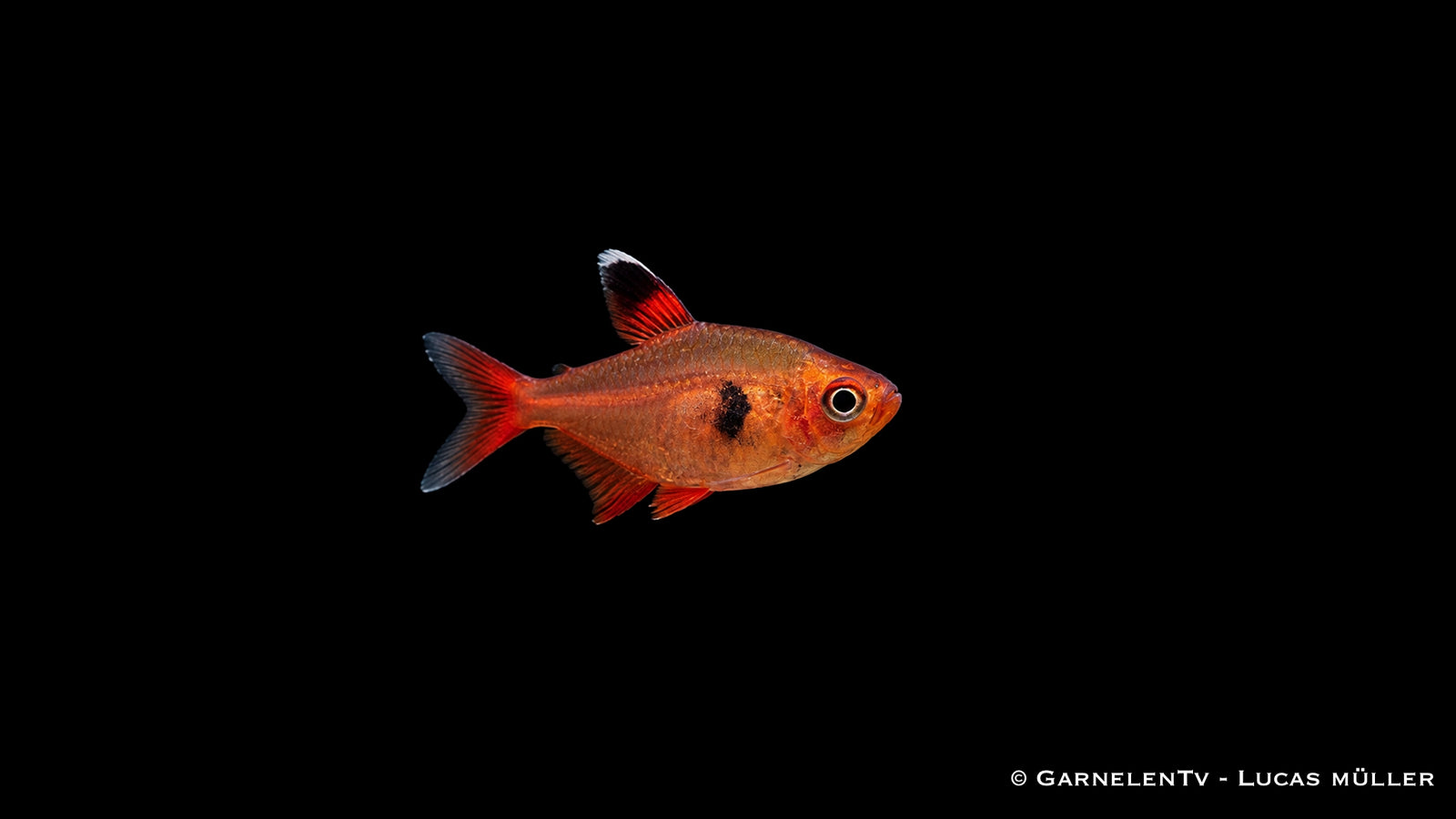 Roter Phantomsalmler - Hyphessobrycon sweglesi (Megalamphodos)