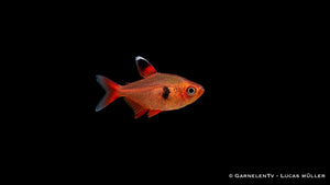 Roter Phantomsalmler - Hyphessobrycon sweglesi (Megalamphodos)