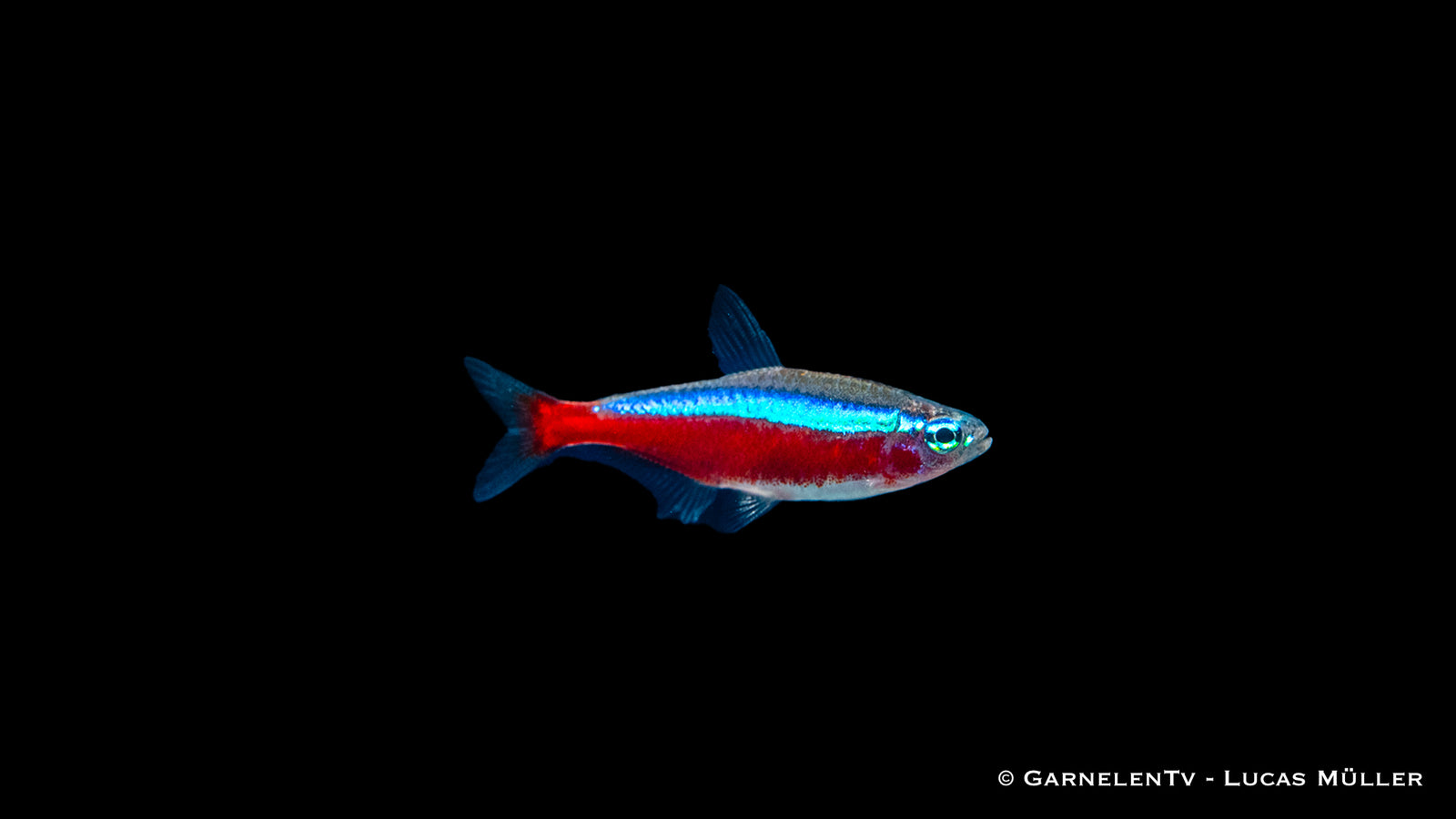 Roter Neon Paracheirodon axelrodi schwimmt im Schwarm vor dunkler Rückwand