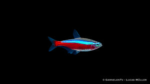 Roter Neon Paracheirodon axelrodi schwimmt im Schwarm vor dunkler Rückwand