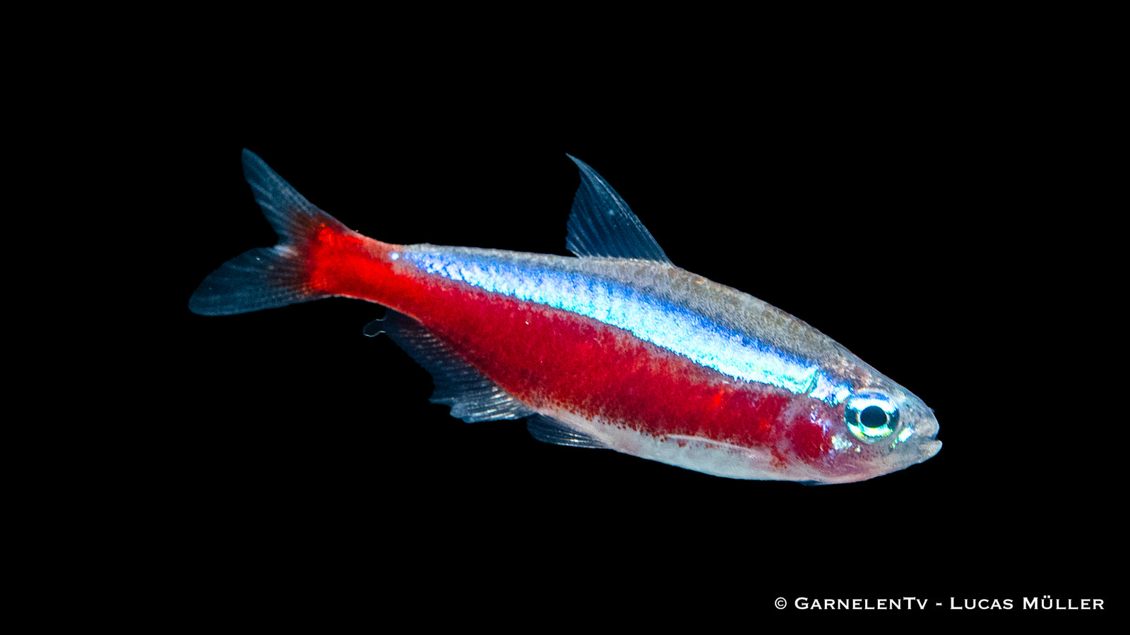 Roter Neon Jumbo Paracheirodon axelrodi in Aquarium