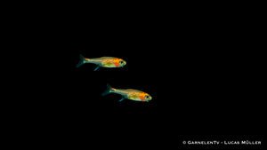 Roter Pfeffersalmer Axelrodia riesei in Freshwater Tank