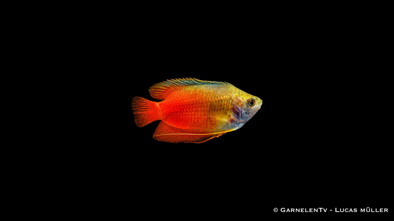 Roter Zwergfadenfisch - Colisa lalia rot, leuchtend orangerot mit goldgelbem Kopf