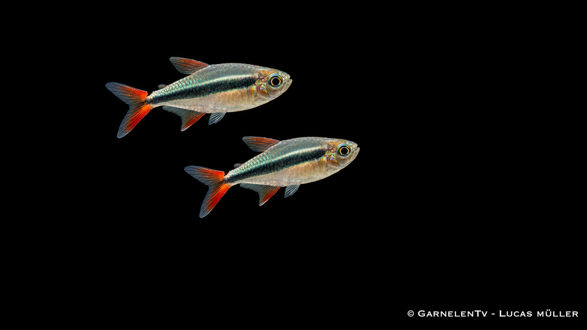 Rotflossen Schrägschwimmer - Thayeria sp. Rio Teles Pires (DNZ)