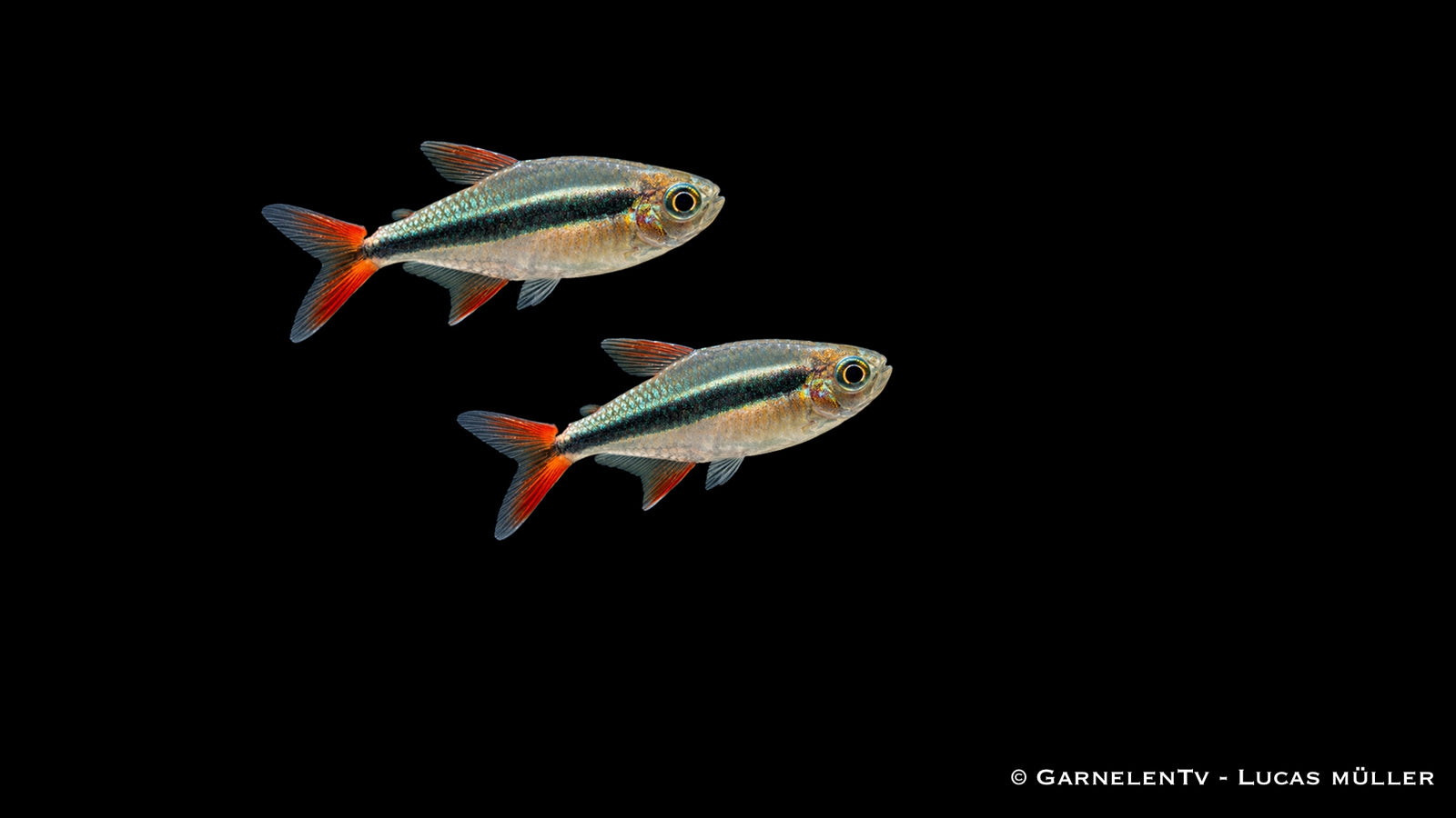 Rotflossen Schrägschwimmer - Thayeria sp. Rio Teles Pires (DNZ)