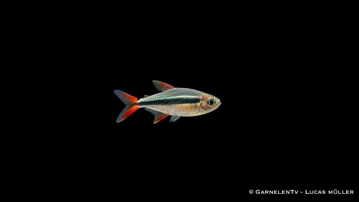 Rotflossen Schrägschwimmer - Thayeria sp. Rio Teles Pires (DNZ)