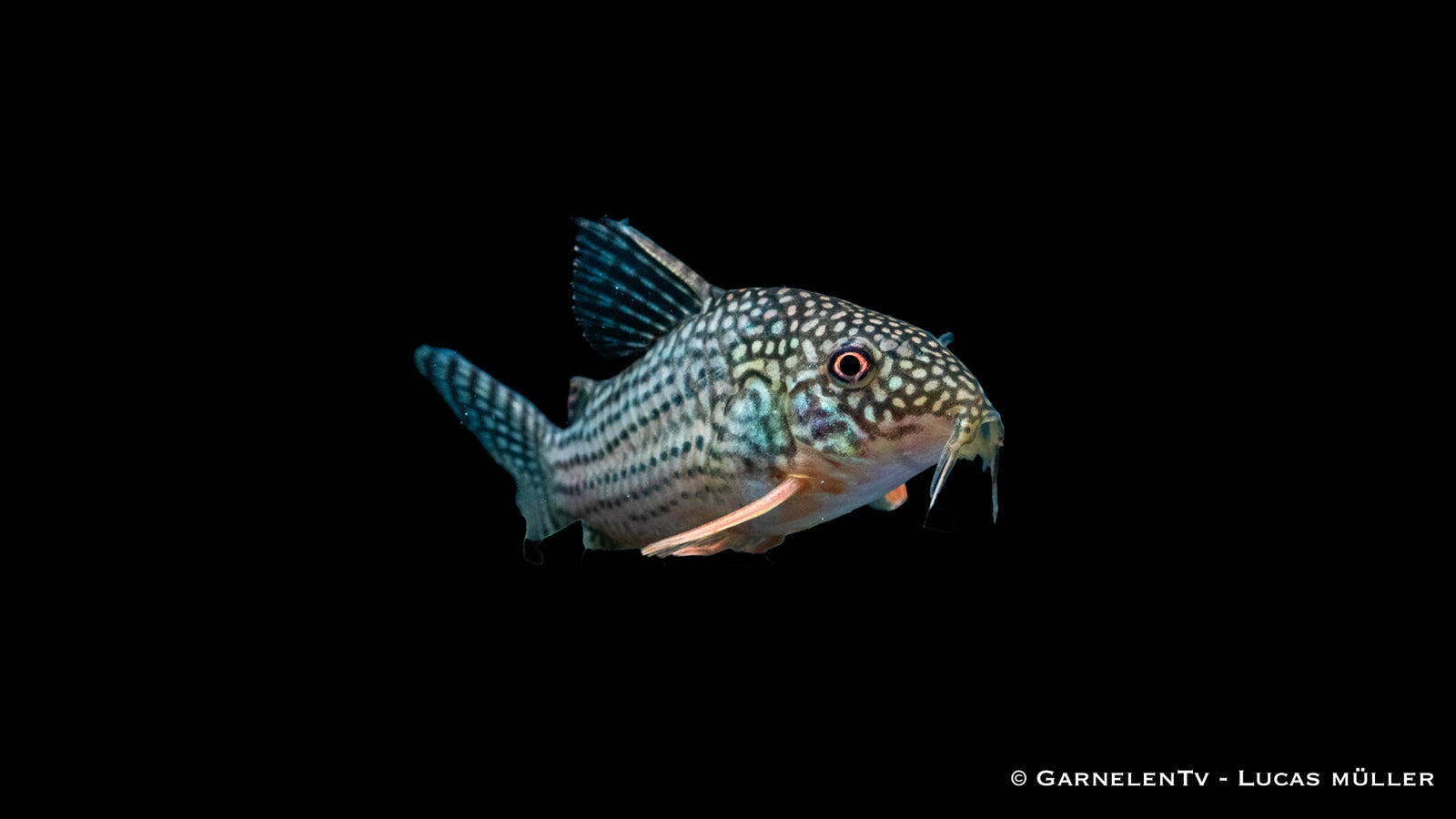 Rotflossenpanzerwels Corydoras sterbai im Aquarium