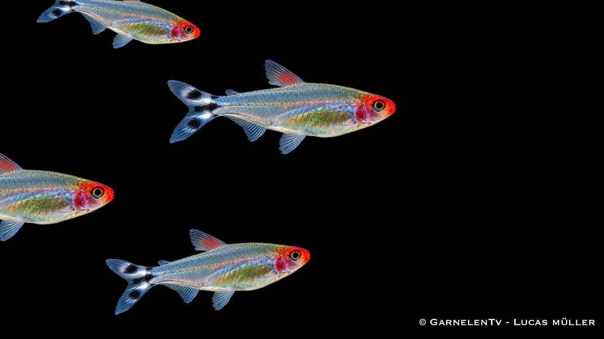 Rotkopfsalmler - Petitella (Hemigrammus) bleheri als Schwarm im Aquarium