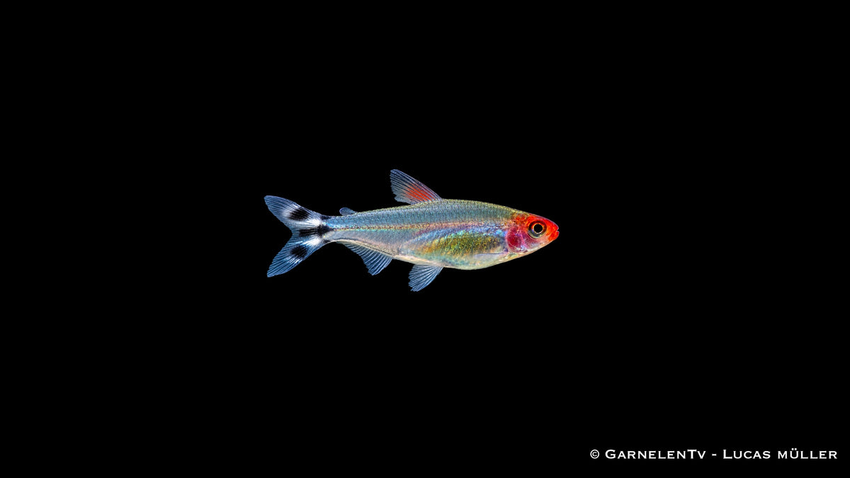 Rotkopfsalmler - Petitella (Hemigrammus) bleheri