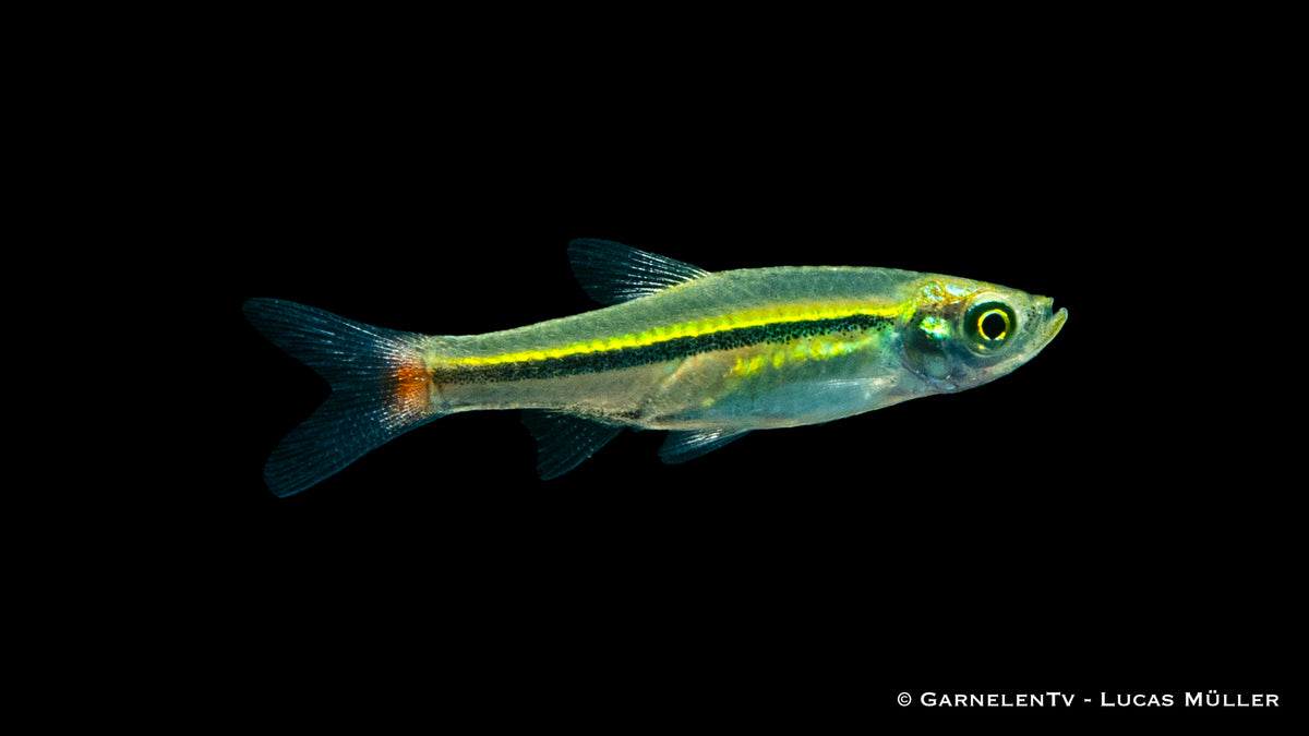 Rotschwanz Bärbling im Aquarium