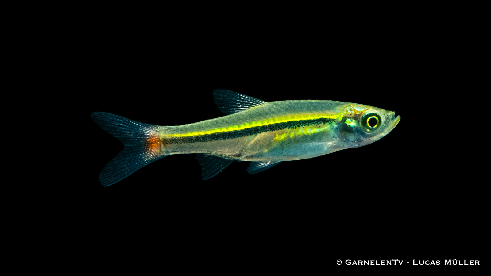 Rotschwanz Bärbling im Aquarium