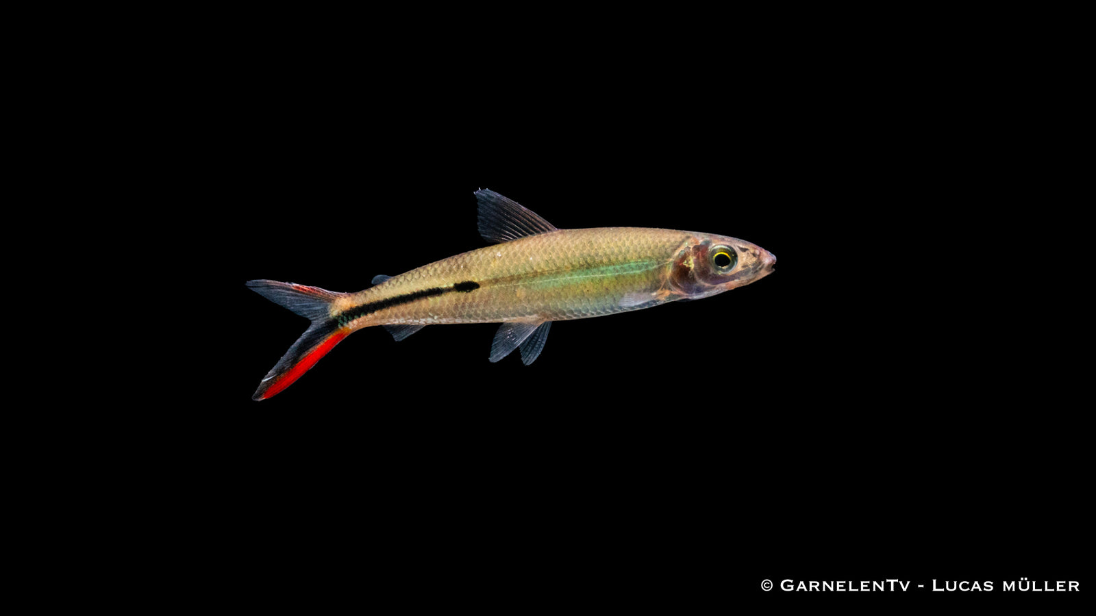 Rotschwanz Federsalmler Hemiodus gracilis in aquarium