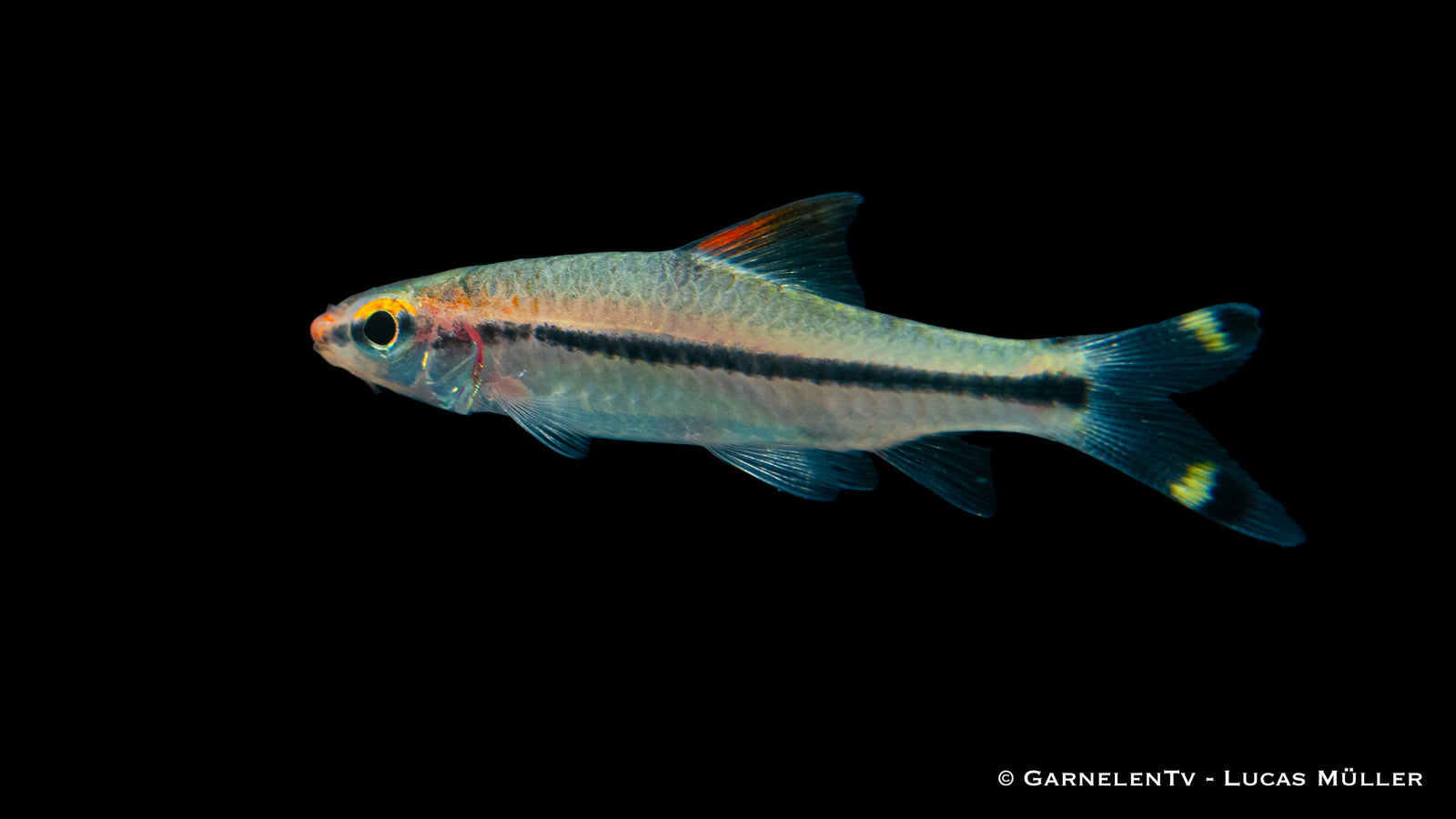 Rotstrichalgenfresser im Aquarium