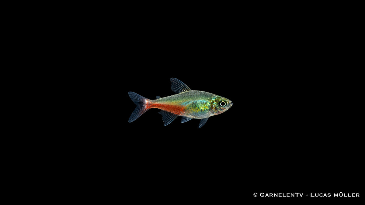 Rubinsalmler - Aphyocharax rathbuni