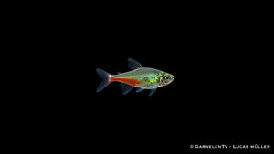 Rubinsalmler - Aphyocharax rathbuni