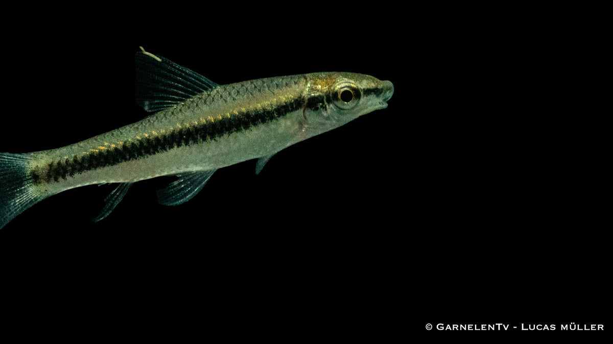 Siamesische Ruesselbarbe - Crossocheilus siamensis