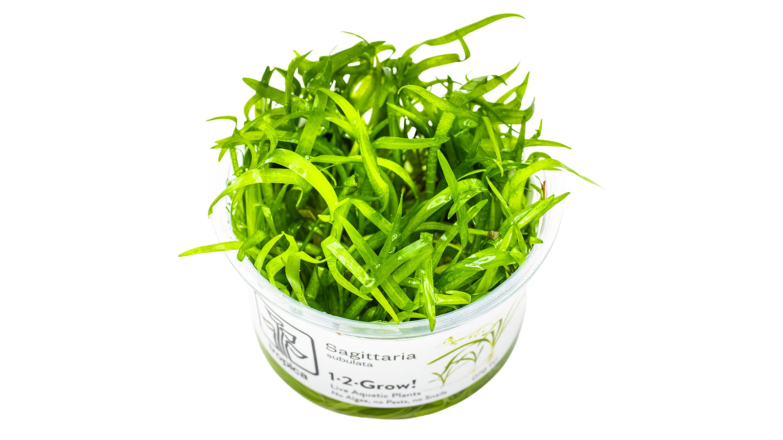 Sagittaria subulata InVitro Pflanze