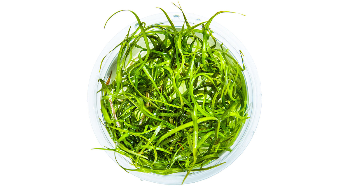 Sagittaria subulata 'Needle Leaf' von oben