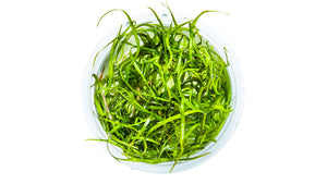 Sagittaria subulata 'Needle Leaf' von oben