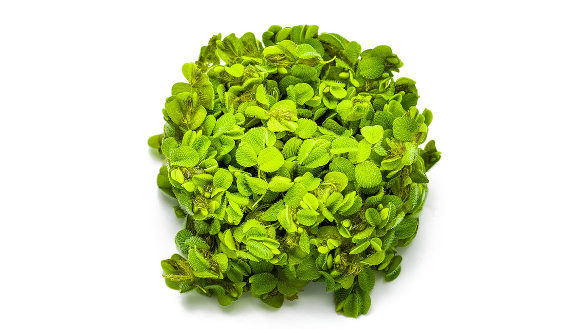 Salvinia minima
