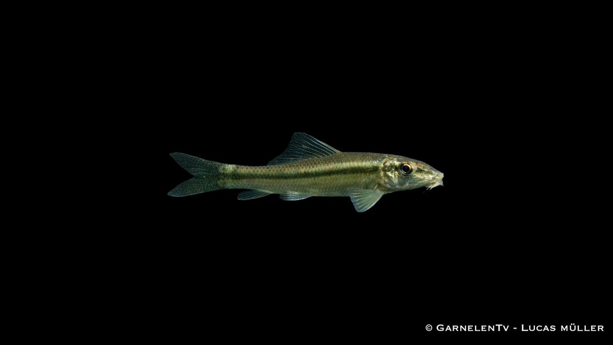 Gyrinocheilus aymonieri im Aquarium mit Wurzeln und Steinen, typische Körperform und Saugscheibenmaul