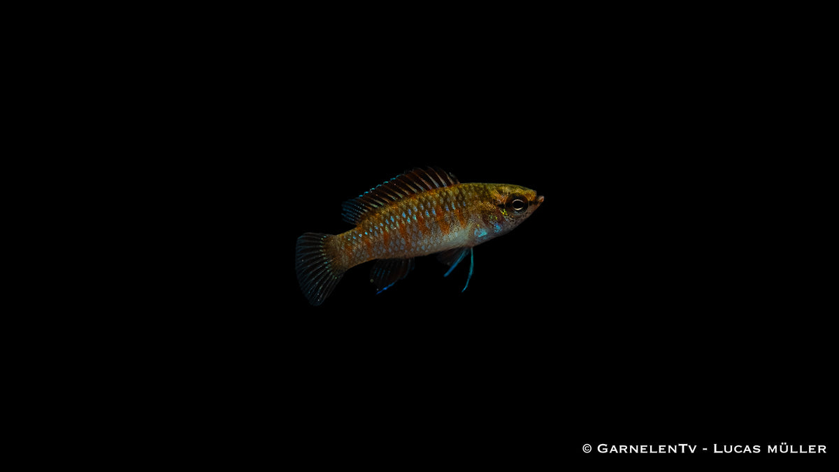 Scharlachroter Zwergblaubarsch (Dario dario) im Nano-Aquarium