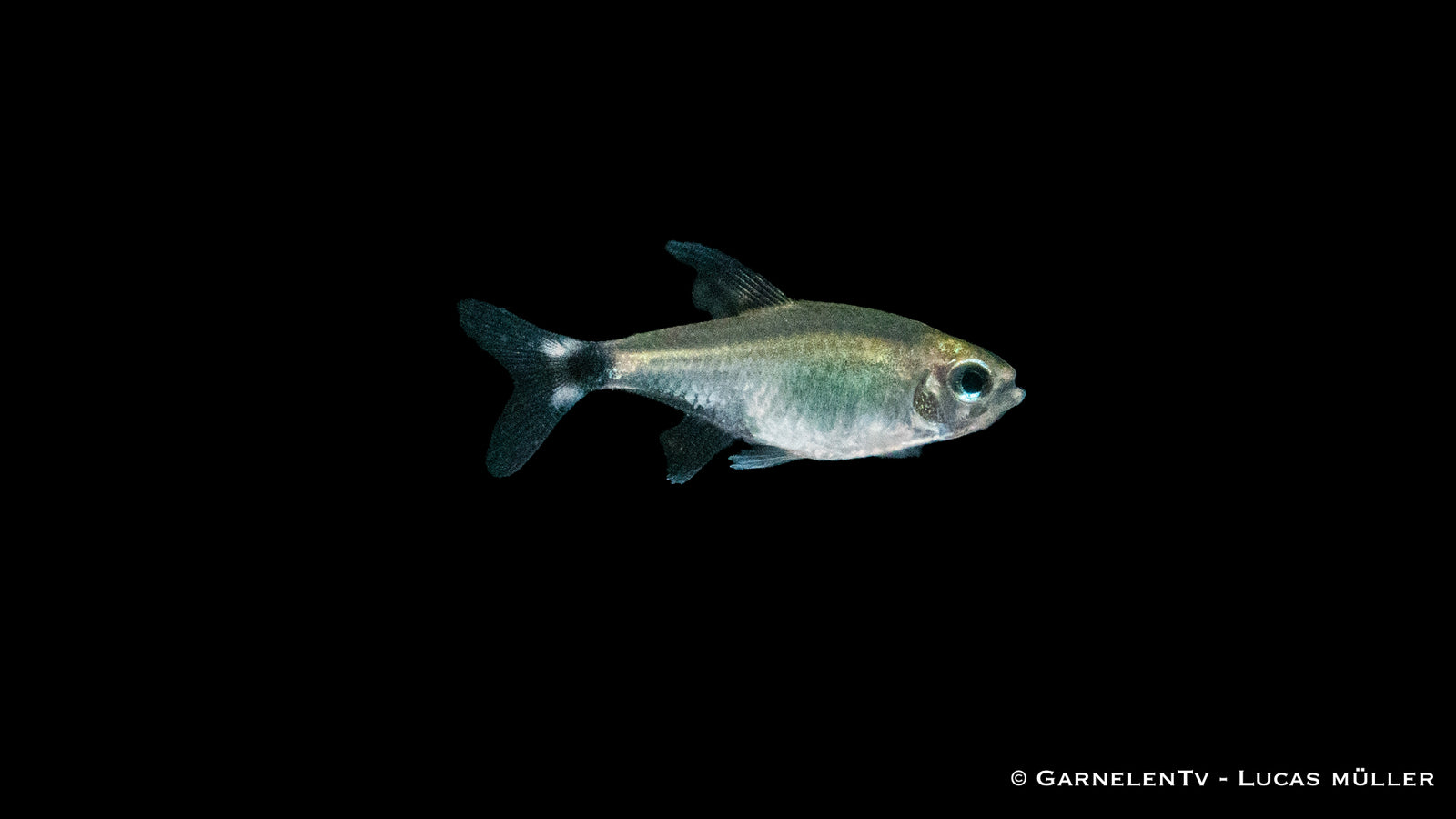 Schilfsalmler (Hyphessobrycon elachys) im Aquarium