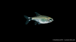 Schilfsalmler (Hyphessobrycon elachys) im Aquarium