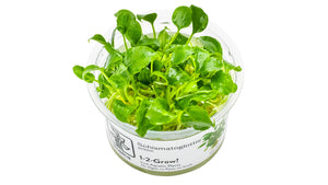 Schismatoglottis prietoi InVitro Pflanze