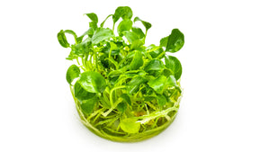 Schismatoglottis prietoi
