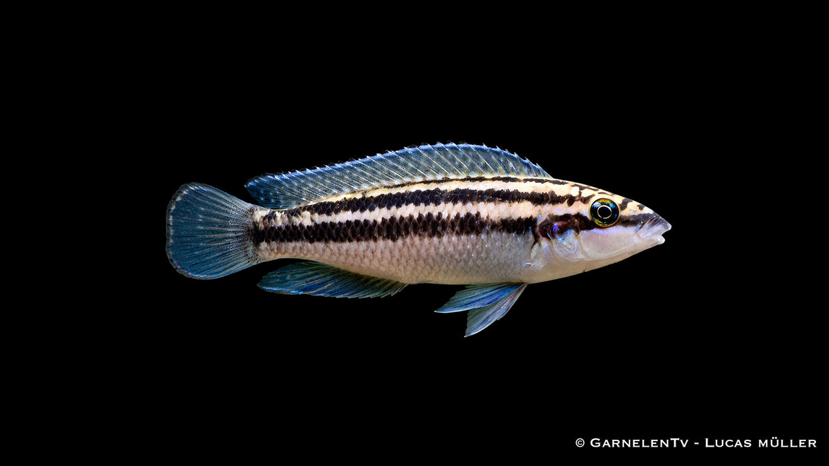 Julidochromis dickfeldi Schlankcichlide mit gelb schwarzer Zeichnung zwischen Steinen im Aquarium
