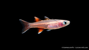 Schmetterlings Blauauge im Aquarium mit auffälligen Flossen und blau schimmernden Augen, natürliche Farben