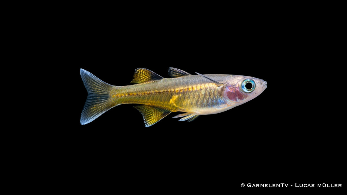 Pseudomugil signifer im Schwarm in bepflanztem Aquarium mit feinen Pflanzen und ruhiger Wasserzone