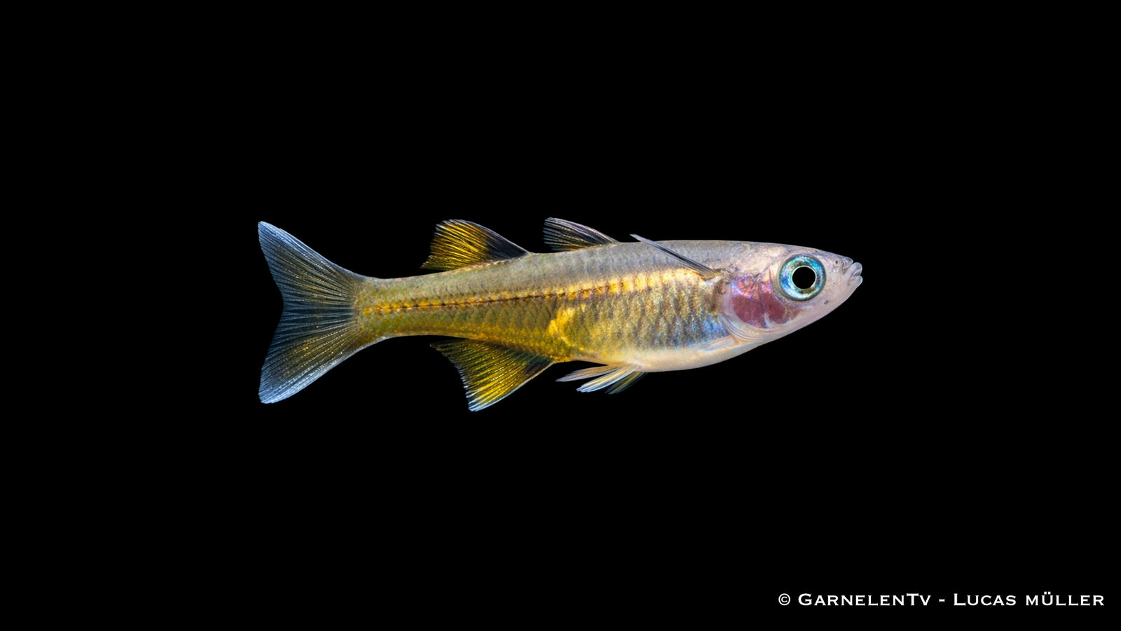 Pseudomugil signifer im Schwarm in bepflanztem Aquarium mit feinen Pflanzen und ruhiger Wasserzone