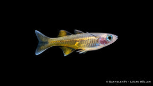 Pseudomugil signifer im Schwarm in bepflanztem Aquarium mit feinen Pflanzen und ruhiger Wasserzone