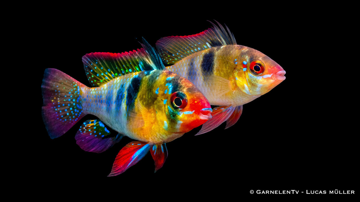 1 Paar Schmetterlingsbuntbarsch - Microgeophagus ramirezi Pärchen männlich und weiblich zusammen im Aquarium
