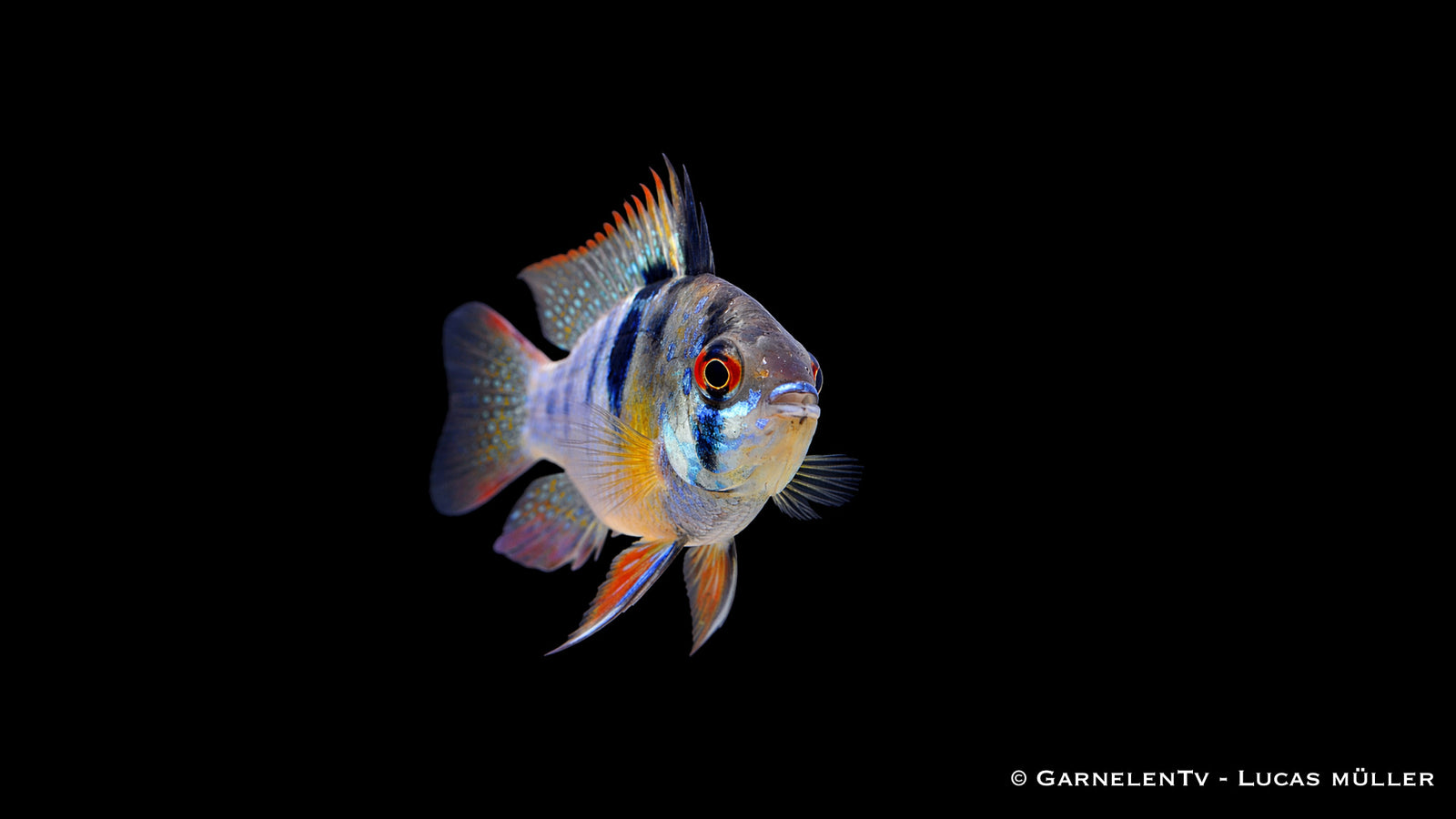 Schmetterlingsbuntbarsch Smaragd mit intensiv blau grün schimmernder Färbung im Aquarium