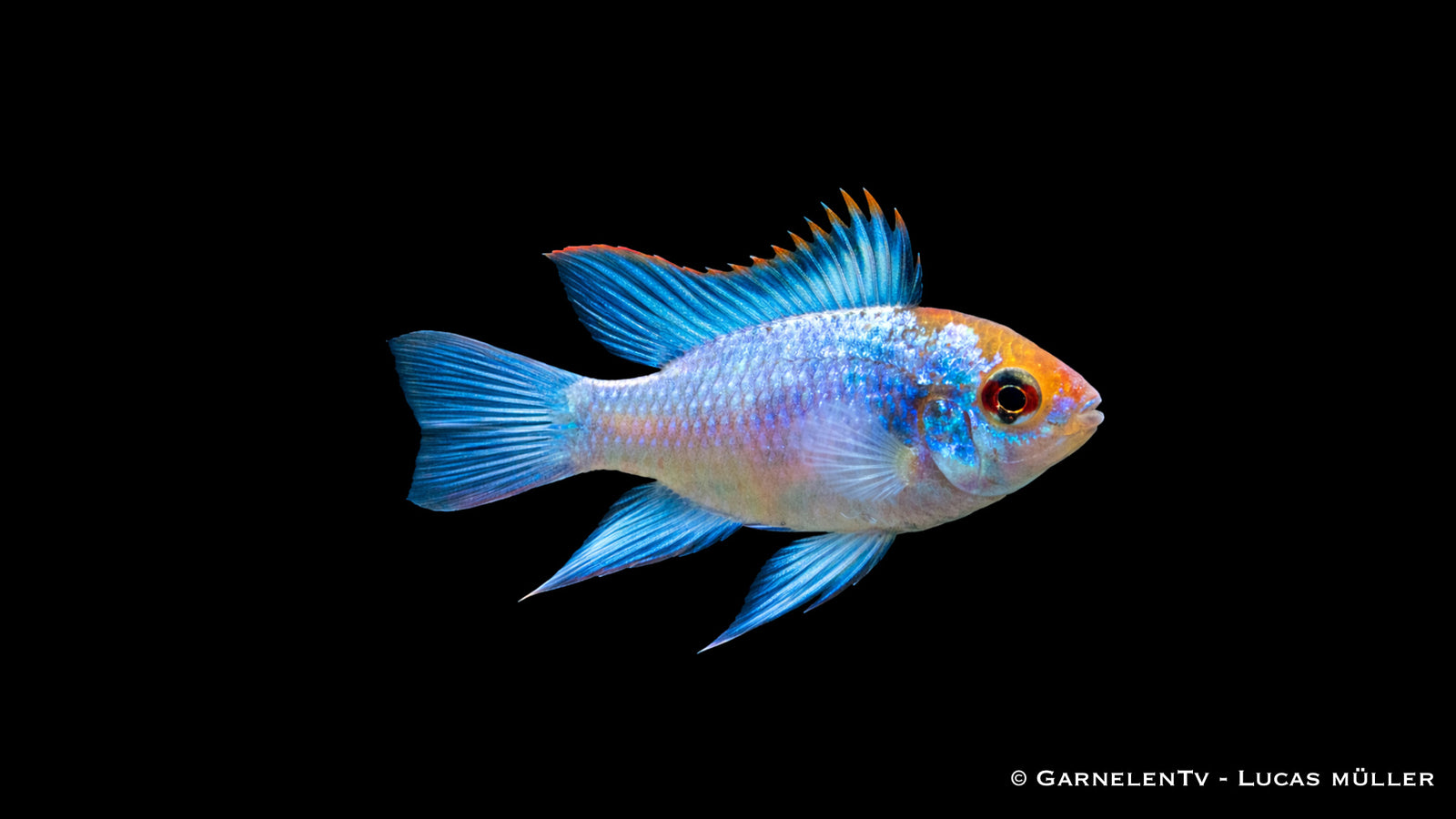 Schmetterlingsbuntbarsch " electric blue" - Microgeophagus ramirezi im Aquarium