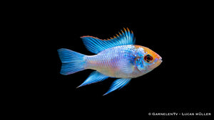 Schmetterlingsbuntbarsch " electric blue" - Microgeophagus ramirezi im Aquarium