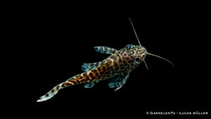 Synodontis eupterus in Höhle unter Wurzel mit typischem Rückzugsverhalten