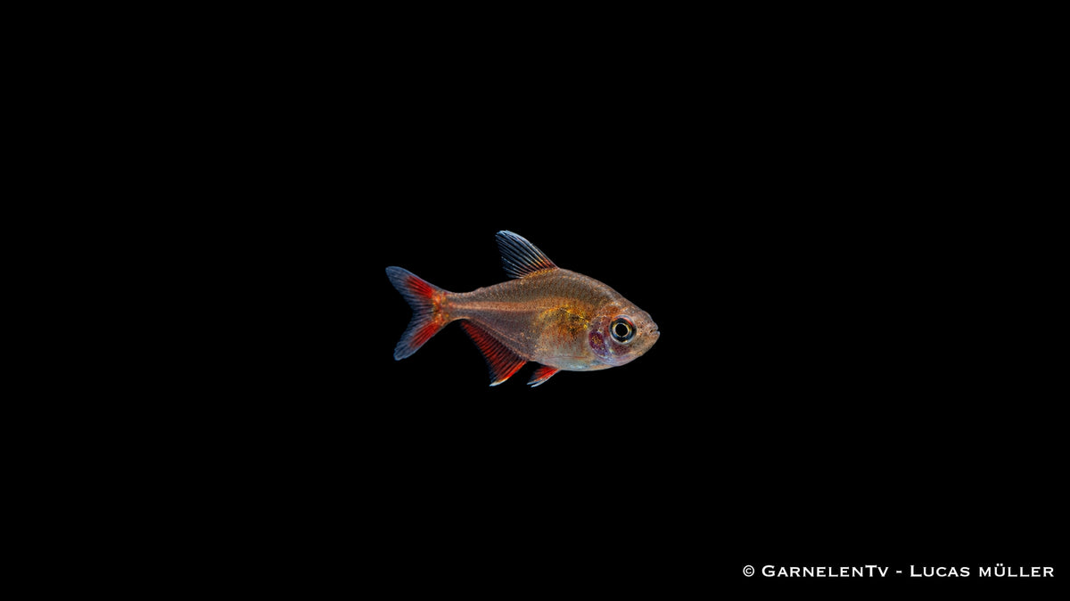 Schmucksalmler - Hyphessobrycon bentosi - DNZ