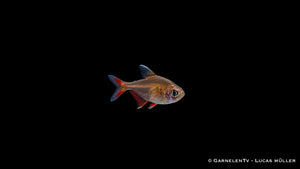 Schmucksalmler - Hyphessobrycon bentosi - DNZ