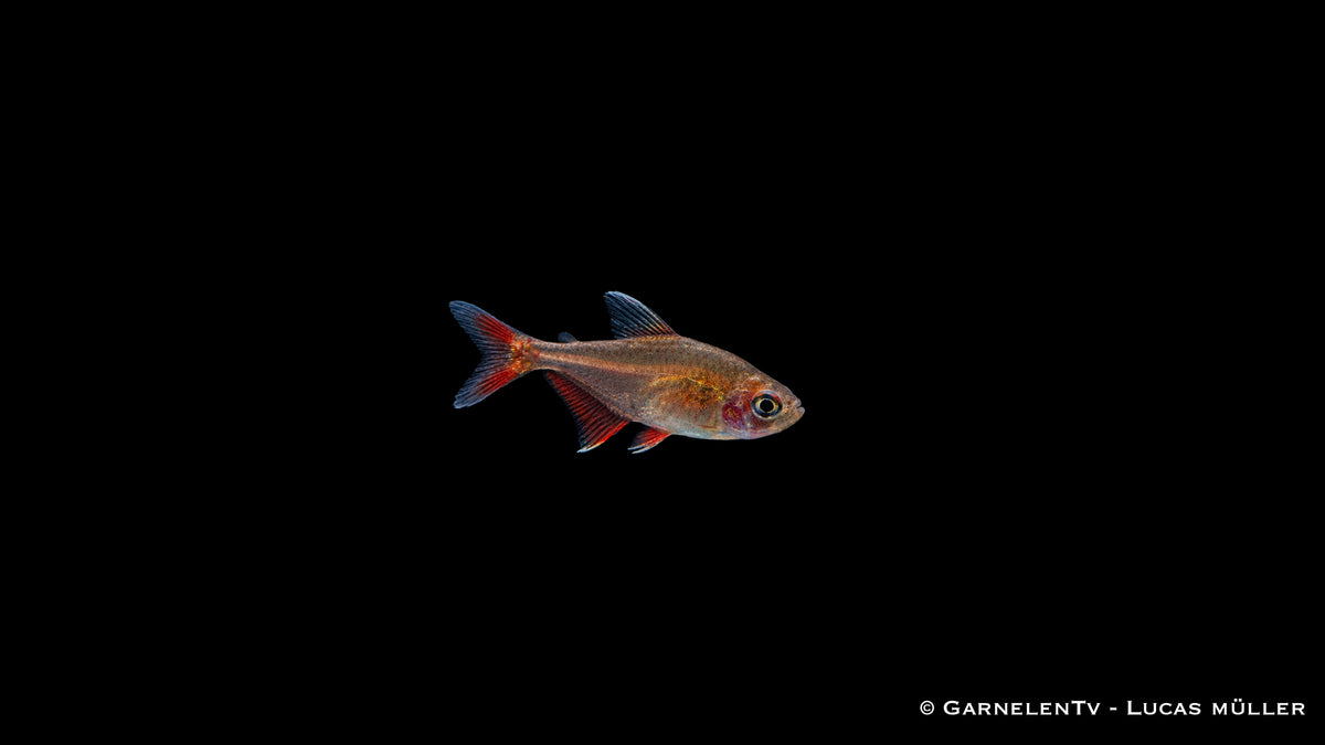 Schmucksalmler - Hyphessobrycon bentosi - DNZ